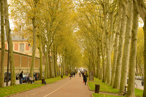 Plane trees lining the way out